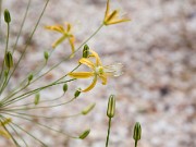 Bloomeria crocea var. montana NNS01-57 0006