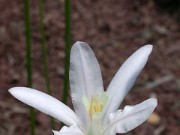 Brodiaea californica 0002