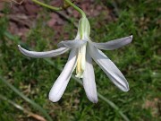 Brodiaea californica 0006