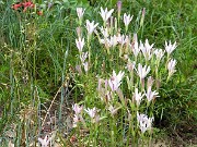 Brodiaea californica 0015