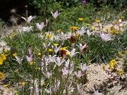 Brodiaea californica 20100001