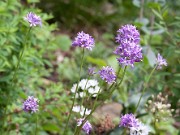 Dichelostemma multiflorum 20100002