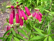 Dichelostemma