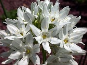 Triteleia