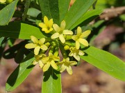 Daphne aff. rosemarinifolia 20210512 0002