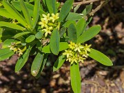 Daphne aff. rosemarinifolia 20210512 0003