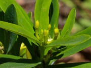 Daphne aff. rosemarinifolia 20210512 0004