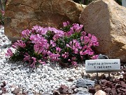 Daphne arbuscula f. radicans 0003