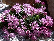 Daphne arbuscula f. radicans 0005