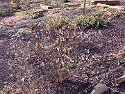 Edgeworthia chrysantha 0004