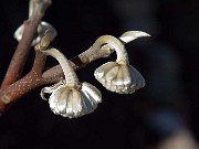 Edgeworthia chrysantha 0005