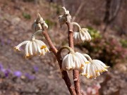 Edgeworthia chrysantha 0006