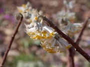 Edgeworthia chrysantha 0007