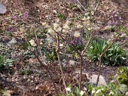 Edgeworthia chrysantha 0008