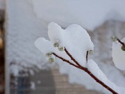 Edgeworthia chrysantha 0012