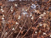 Edgeworthia chrysantha 0014