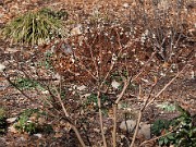 Edgeworthia chrysantha 20100008