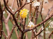 Edgeworthia chrysantha 20110002