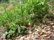 Trillium lanceolatum 0007