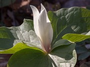 Trillium albidum 20160331 0003