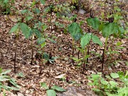 Trillium aff. cuneatum 0003