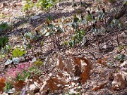 Trillium decipiens 0009