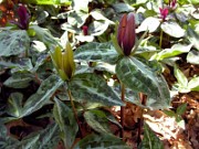 Trillium decipiens 0013