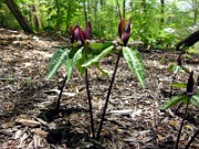 Trillium decipiens 0014