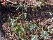 Trillium decipiens 0018