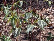 Trillium decipiens 0019