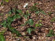 Trillium decipiens 20100002