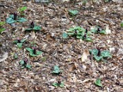 Trillium decumbens 0002