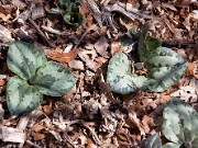 Trillium decumbens 0004