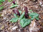 Trillium decumbens 0005
