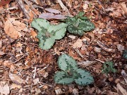 Trillium decumbens 0013