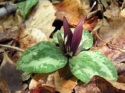 Trillium decumbens 0015