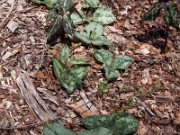 Trillium decumbens 0018