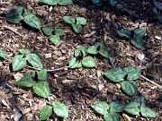 Trillium decumbens 0022