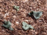 Trillium decumbens 0024