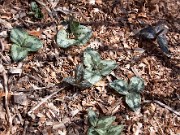 Trillium decumbens 0025