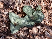 Trillium decumbens 0026