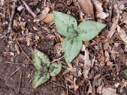 Trillium decumbens 0028