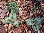 Trillium decumbens 0029
