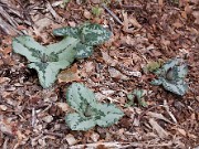 Trillium decumbens 0030