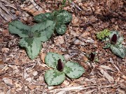 Trillium decumbens 0031