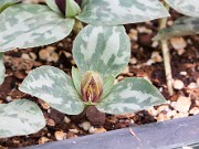 Trillium delicatum 20150405 0002