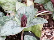 Trillium delicatum 20150405 0004