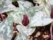 Trillium delicatum 20150405 0005