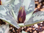 Trillium delicatum 20150405 0007