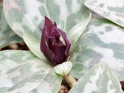 Trillium delicatum 20150405 0009